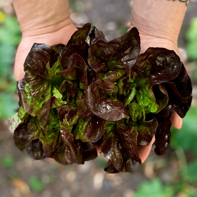 Lechuga Cegolaine