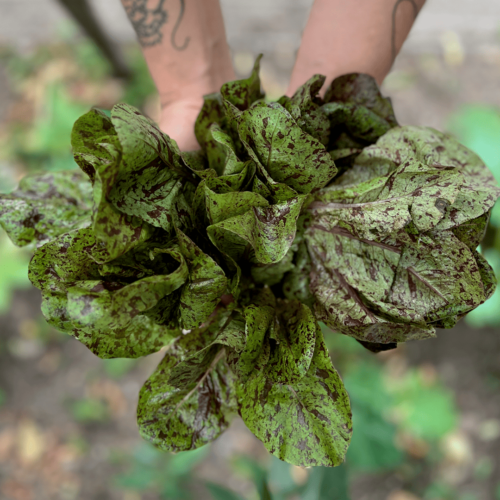 Lechuga Flashy