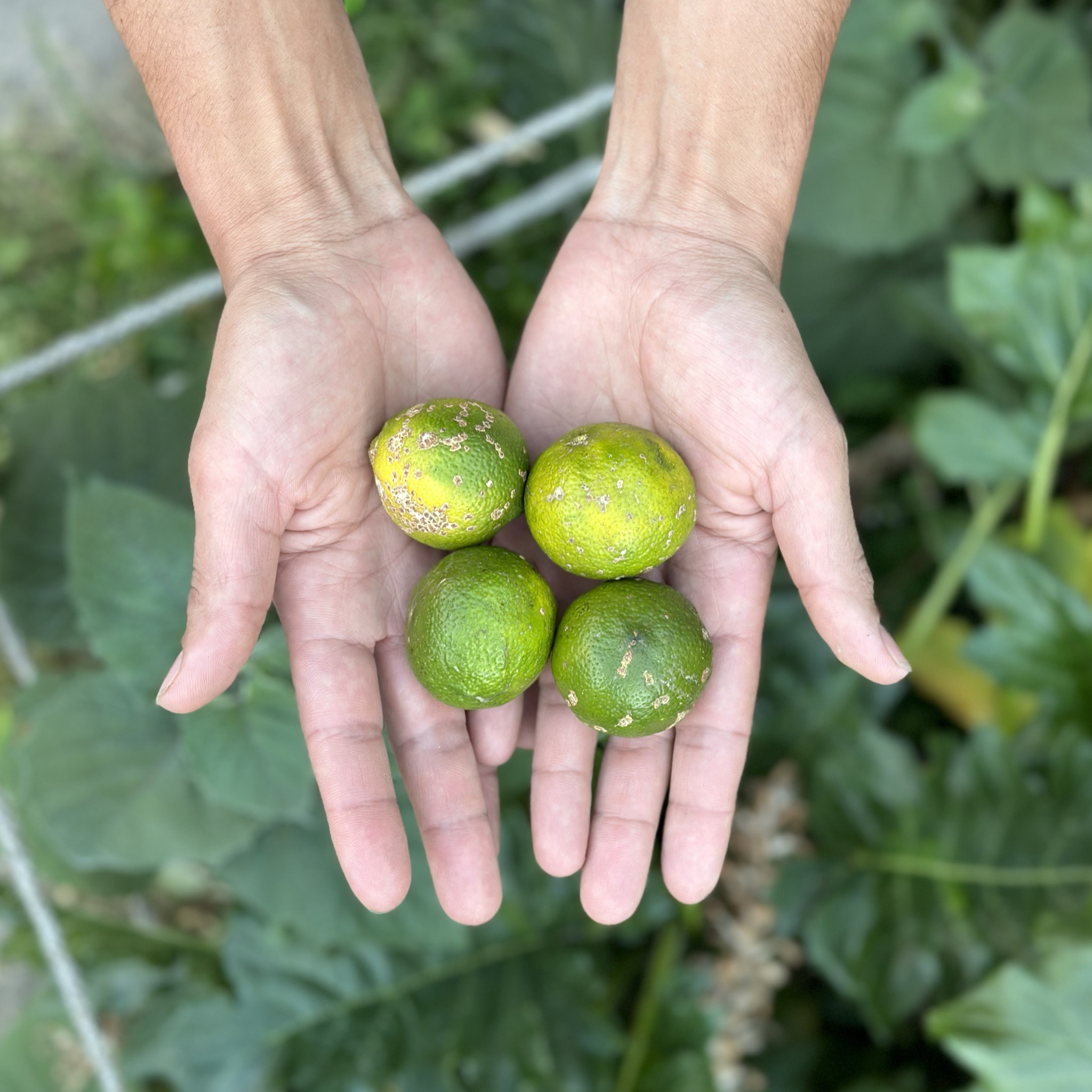 Limón Mandarino (500g)