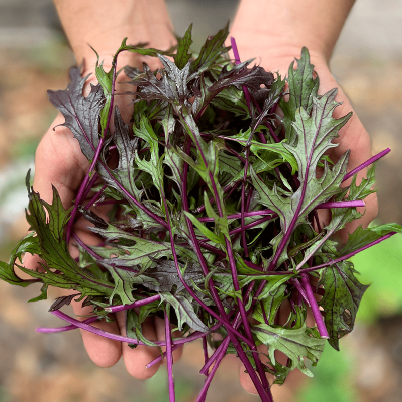 Mizuna Morada Japonesa