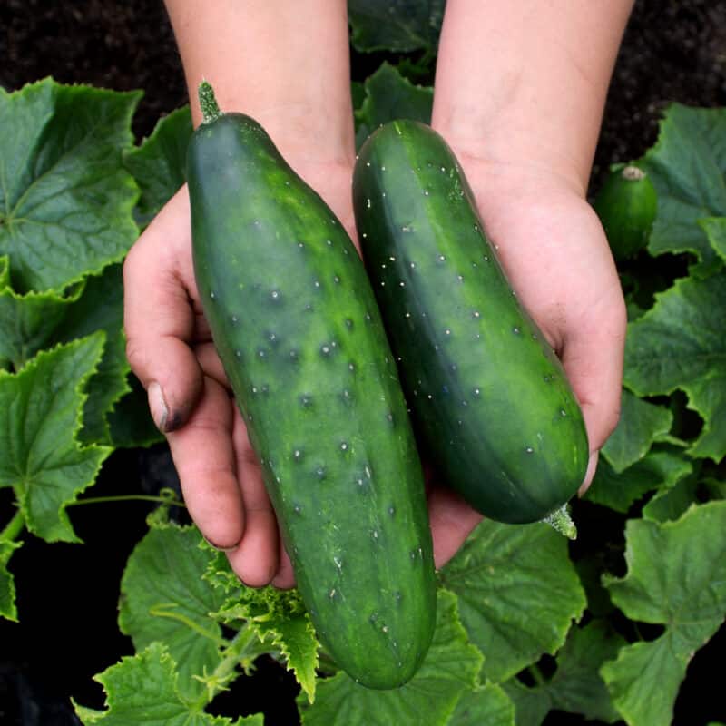 Pepino (500g)