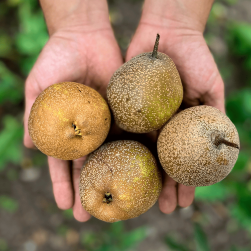 Pera Criolla (500g)