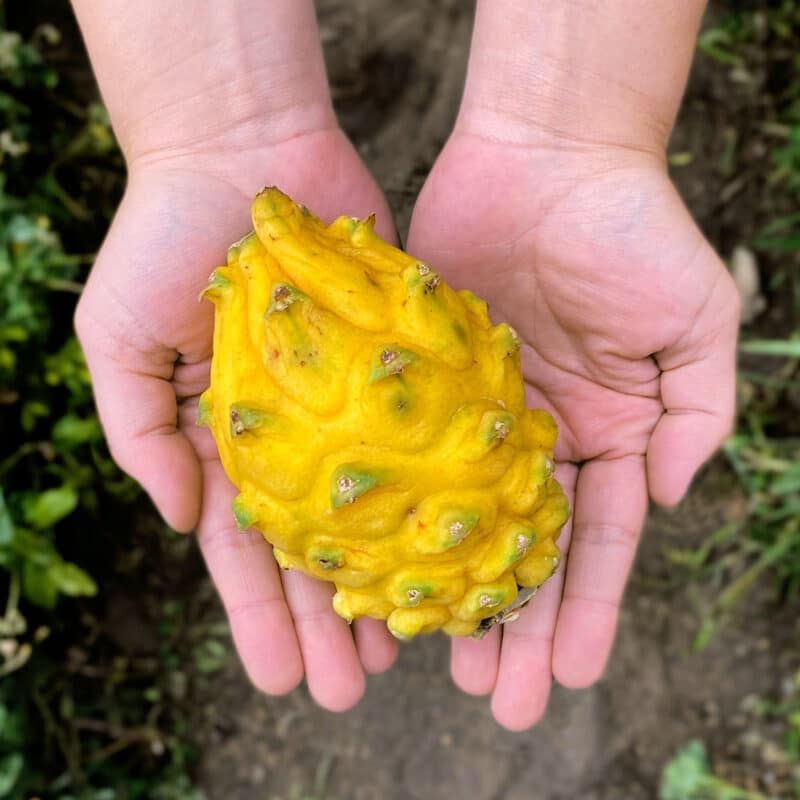 Pitaya (500g)
