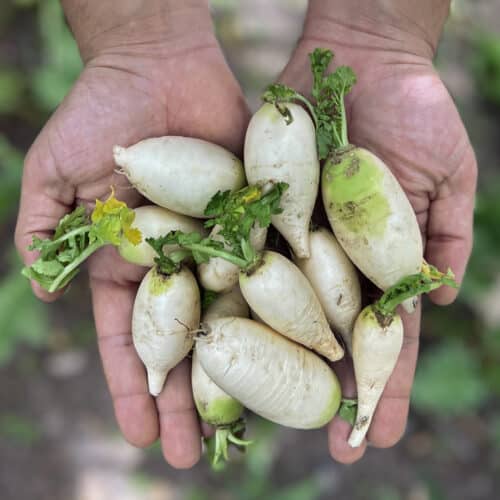 Rábano Coreano (250g)