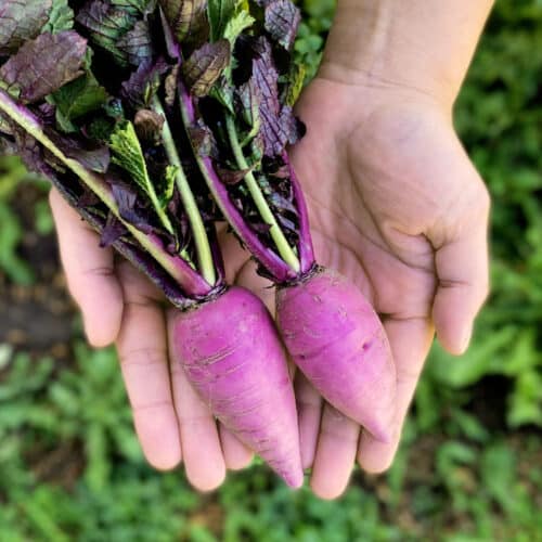 Rábano Morado (250g)
