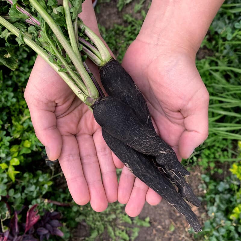 Rábano Negro (200g)