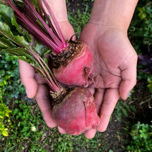 Remolacha Dulce Baby (250g)