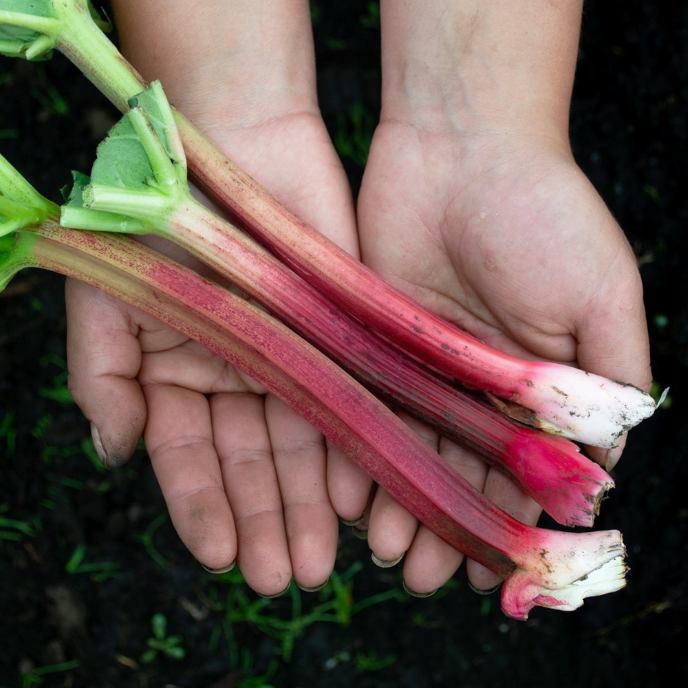 Ruibarbo (250g) – Vida Organica Productos Orgánicos Bogota