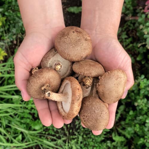 Hongo Shiitake (200g)