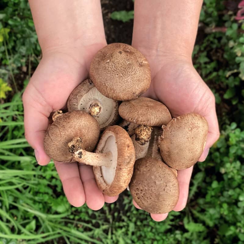Hongo Shiitake (200g)
