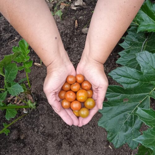Tomate Cherry (250g)