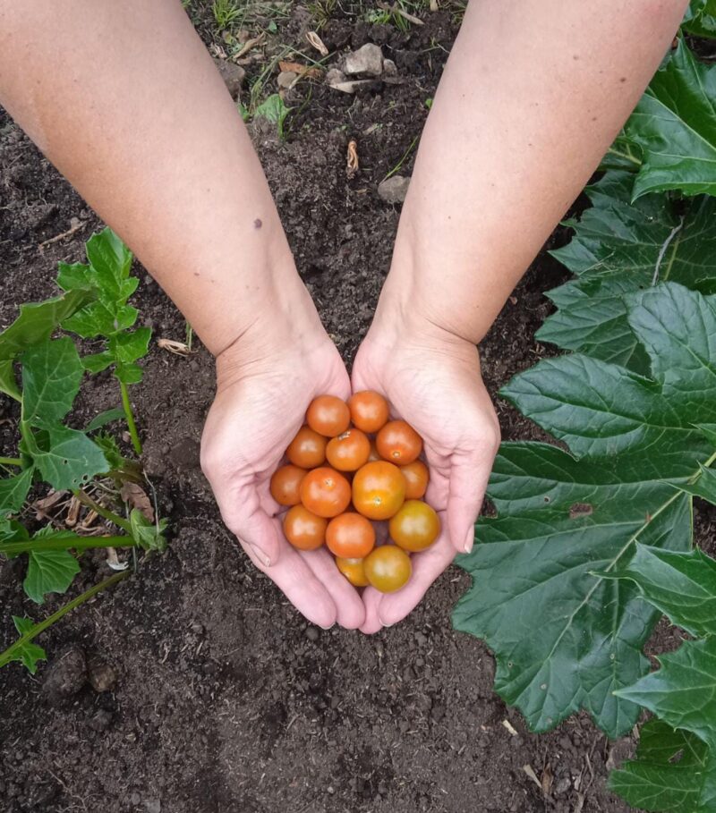 Tomate Cherry (250g)