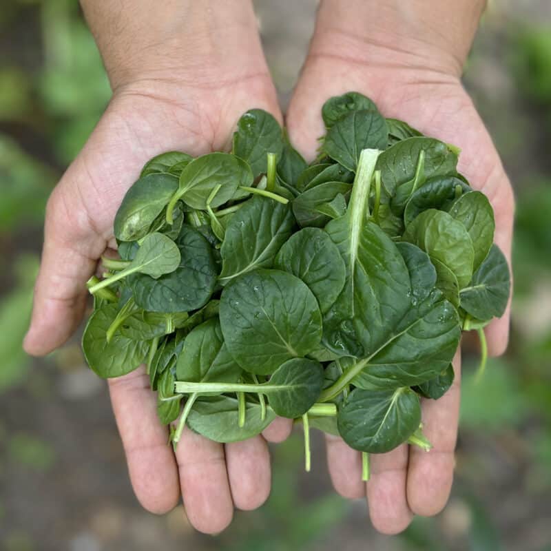 TatSoi
