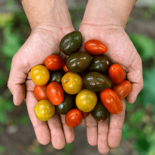 Tomate Arcoiris (250g)