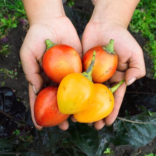 Tomate de Arbol (500g)