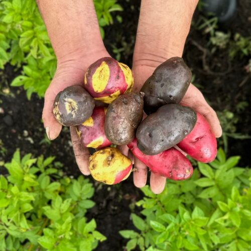 Papa Nativa (500g)