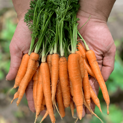 Zanahoria Baby (250g)