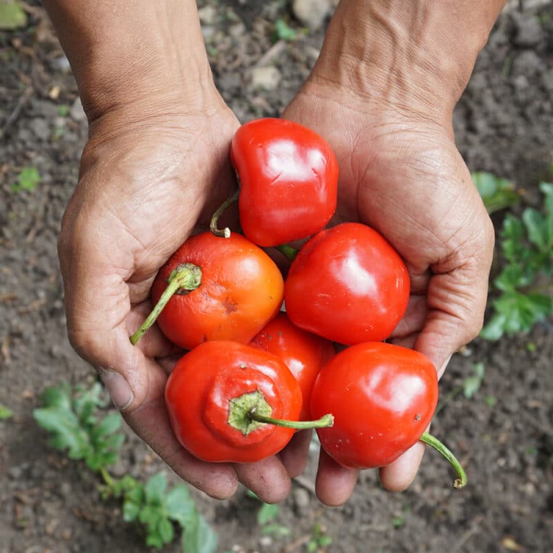 Aji Rocoto (500g)