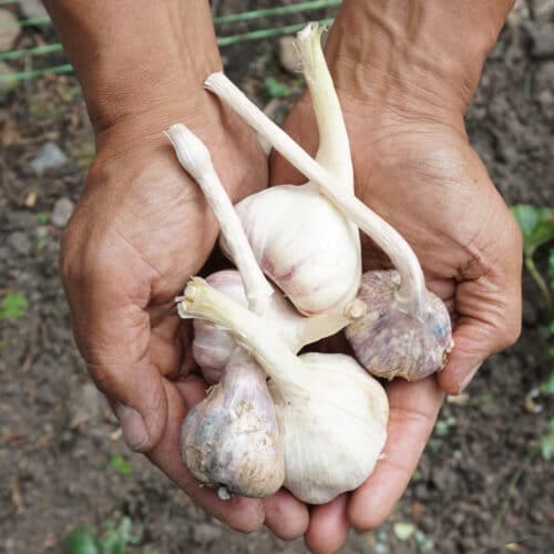 Ajo (150g)