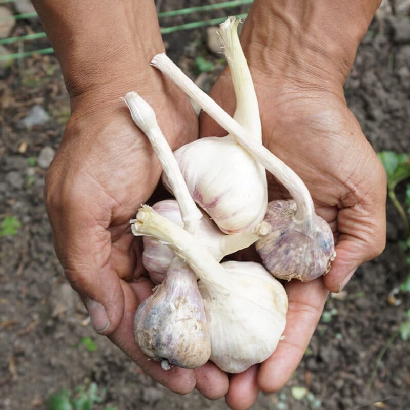 Ajo (150g)