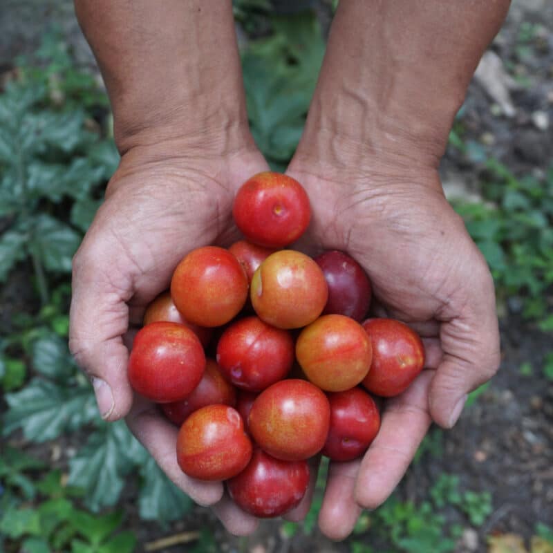 Ciruela (500g)