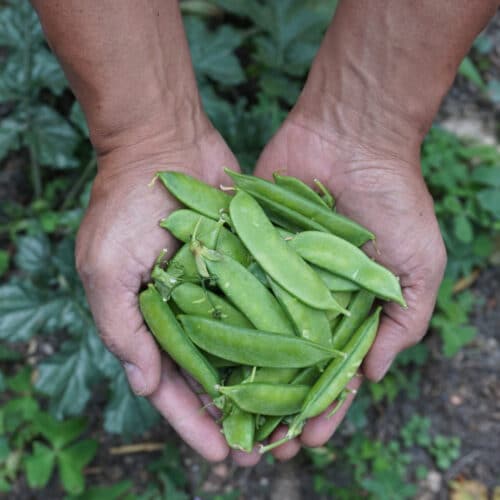 Guisante (250g)