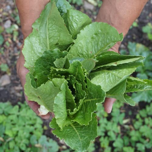 Lechuga Romana