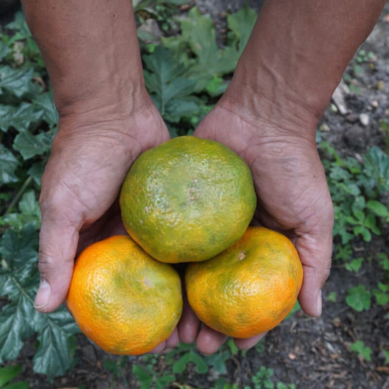 Mandarina (1000g)