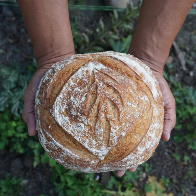 Pan Masa Madre