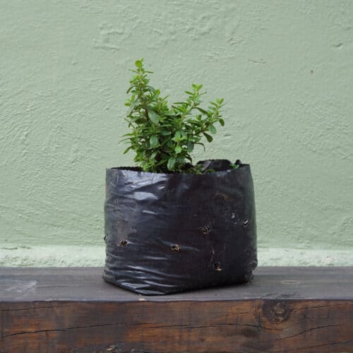 Planta Menta Piperita
