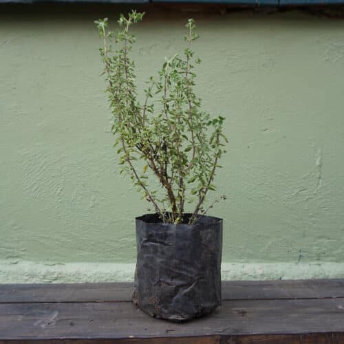 Planta Oregano